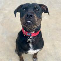 Thumbnail photo of Ozzy #3