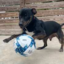 Thumbnail photo of Ozzy #4