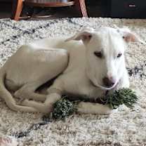 Thumbnail photo of Dobby #3