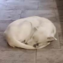 Thumbnail photo of Dobby #2