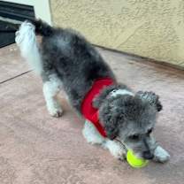 Thumbnail photo of Remarkable Remy #2