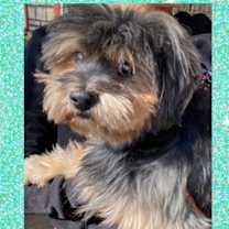 Thumbnail photo of BEAR – 7 YEAR MALE HAVANESE MIX #1