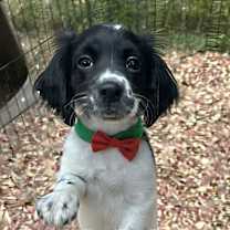 Thumbnail photo of Sugar Plum #1