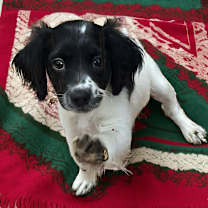 Thumbnail photo of Sugar Plum #2