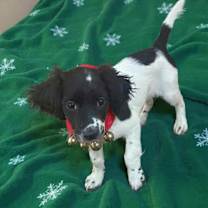 Thumbnail photo of Sugar Plum #3