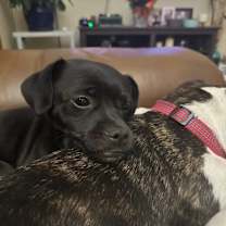 Thumbnail photo of Dexter #3