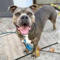 Thumbnail photo of Potahto #1