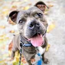 Thumbnail photo of Potahto #2