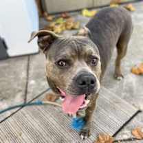 Thumbnail photo of Potahto #3