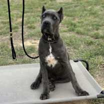 Thumbnail photo of Hera #2