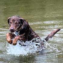 Thumbnail photo of Bandit #1