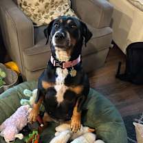 Thumbnail photo of Lorelai #1