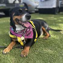 Thumbnail photo of Lorelai #3