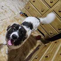 Thumbnail photo of Shark #2