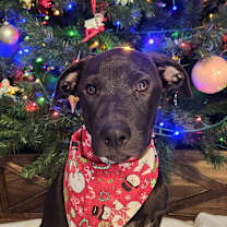 Thumbnail photo of Zuca AL #1