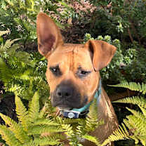 Thumbnail photo of Rue #1