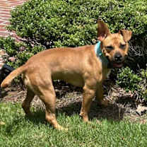 Thumbnail photo of Rue #4