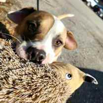 Thumbnail photo of duke #1