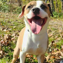 Thumbnail photo of duke #2