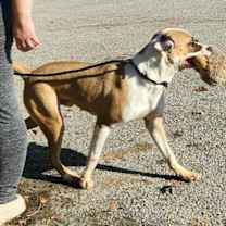 Thumbnail photo of duke #3