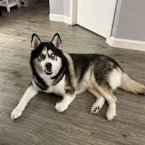 Thumbnail photo of Nitro #1