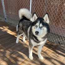 Thumbnail photo of Nitro #2