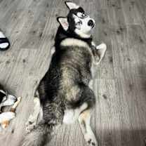 Thumbnail photo of Nitro #3