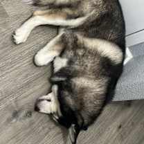 Thumbnail photo of Nitro #4