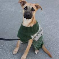 Thumbnail photo of Kira #4