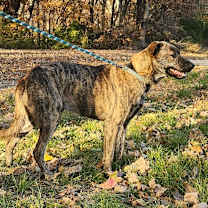 Thumbnail photo of cupid #4