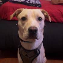 Thumbnail photo of Scooby #1