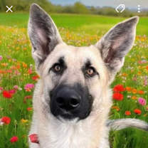 Thumbnail photo of Obi #1