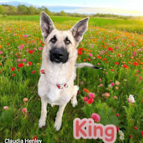 Thumbnail photo of Obi #2