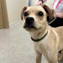 Thumbnail photo of Joey #2