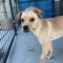 Thumbnail photo of Joey #3