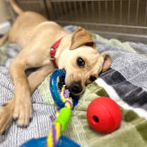 Thumbnail photo of Joey #4