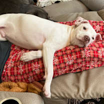 Thumbnail photo of Viper #3