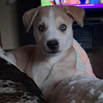 Thumbnail photo of Lioness JuM #1