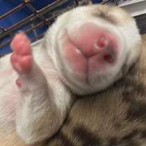 Thumbnail photo of Lioness JuM #2