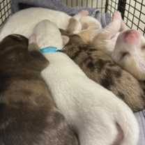 Thumbnail photo of Bear Bear JuM #2