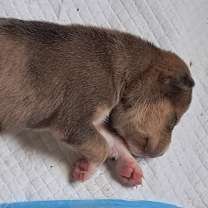 Thumbnail photo of Bear Bear JuM #3