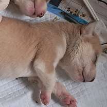 Thumbnail photo of Lioness JuM #4