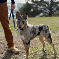 Thumbnail photo of PIPPA #4