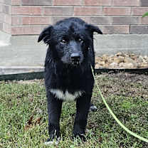 Thumbnail photo of Teddy #1