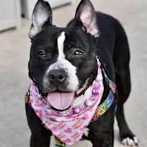 Thumbnail photo of Matilda #3