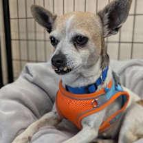 Thumbnail photo of Lilac #2