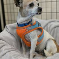 Thumbnail photo of Lilac #3