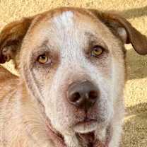 Thumbnail photo of Aldo #1