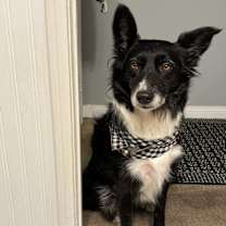 Thumbnail photo of Daisy #1