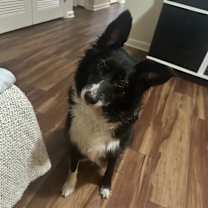 Thumbnail photo of Daisy #4